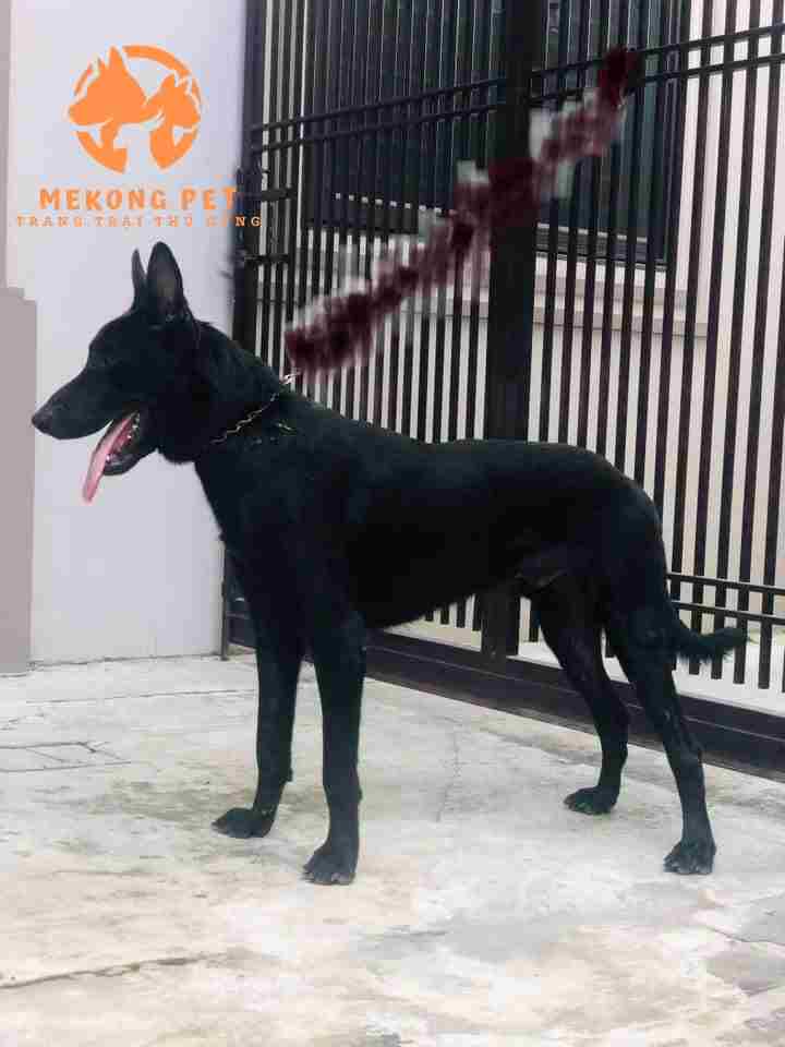 chó becgie bỉ (malinois) màu đen tuyền có giá cao hơn các màu khác
